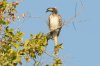 African Grey Hornbill :: Grautoko