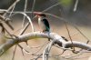 Brown-hooded Kingfisher :: Braunkopfliest