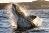 Great white shark :: Wei�er Hai