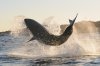 Great white shark :: Wei�er Hai
