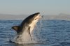 Great white shark :: Wei�er Hai