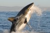 Great white shark :: Wei�er Hai