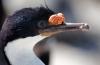 Antarctic (Blue-eyed) Cormorant/Shag :: Blauaugenkormoran/Blauaugenscharbe