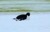 Adelie Penguin :: Adeliepinguin :: Pygoscelis adeliae