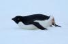 Adelie Penguin :: Adeliepinguin :: Pygoscelis adeliae