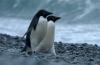 Adelie Penguin :: Adeliepinguin :: Pygoscelis adeliae