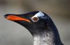 Gentoo Penguin :: Eselspinguin :: Pygoscelis papua