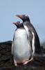 Gentoo Penguin :: Eselspinguin :: Pygoscelis papua