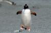 Gentoo Penguin :: Eselspinguin :: Pygoscelis papua