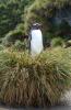 Gentoo Penguin :: Eselspinguin :: Pygoscelis papua
