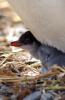 Gentoo Penguin :: Eselspinguin :: Pygoscelis papua