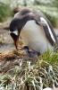 Gentoo Penguin :: Eselspinguin :: Pygoscelis papua