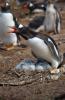 Gentoo Penguin :: Eselspinguin :: Pygoscelis papua