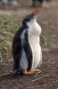 Gentoo Penguin :: Eselspinguin :: Pygoscelis papua