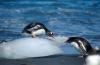 Gentoo Penguin :: Eselspinguin :: Pygoscelis papua