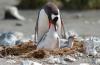 Gentoo Penguin :: Eselspinguin :: Pygoscelis papua