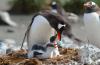 Gentoo Penguin :: Eselspinguin :: Pygoscelis papua