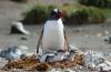 Gentoo Penguin :: Eselspinguin :: Pygoscelis papua