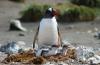 Gentoo Penguin :: Eselspinguin :: Pygoscelis papua