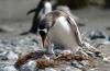 Gentoo Penguin :: Eselspinguin :: Pygoscelis papua