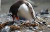 Gentoo Penguin :: Eselspinguin :: Pygoscelis papua