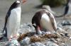 Gentoo Penguin :: Eselspinguin :: Pygoscelis papua