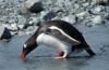 Gentoo Penguin :: Eselspinguin :: Pygoscelis papua