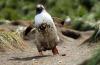 Gentoo Penguin :: Eselspinguin :: Pygoscelis papua