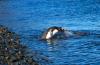 Gentoo Penguin :: Eselspinguin :: Pygoscelis papua