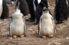 Gentoo Penguin :: Eselspinguin :: Pygoscelis papua