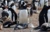 Gentoo Penguin :: Eselspinguin :: Pygoscelis papua