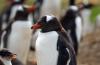 Gentoo Penguin :: Eselspinguin :: Pygoscelis papua