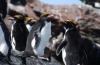 Macaroni Penguin :: Goldschopfpinguin