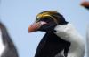 Macaroni Penguin :: Goldschopfpinguin