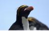 Macaroni Penguin :: Goldschopfpinguin