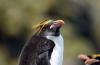 Macaroni Penguin :: Goldschopfpinguin