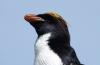 Macaroni Penguin :: Goldschopfpinguin