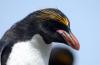 Macaroni Penguin :: Goldschopfpinguin