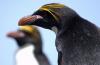 Macaroni Penguin :: Goldschopfpinguin