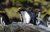 Macaroni Penguin :: Goldschopfpinguin