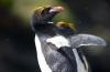 Macaroni Penguin :: Goldschopfpinguin