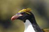 Macaroni Penguin :: Goldschopfpinguin