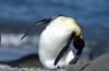 King Penguin :: Knigspinguin :: Aptenodytes patagonicus