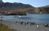 King Penguin :: Knigspinguin :: Aptenodytes patagonicus