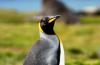 King Penguin :: Knigspinguin :: Aptenodytes patagonicus