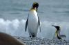 King Penguin :: Knigspinguin :: Aptenodytes patagonicus