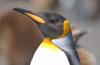 King Penguin :: Knigspinguin :: Aptenodytes patagonicus