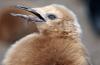 King Penguin :: Knigspinguin :: Aptenodytes patagonicus