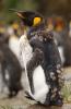 King Penguin :: Königspinguin :: Aptenodytes patagonicus