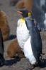 King Penguin :: Knigspinguin :: Aptenodytes patagonicus